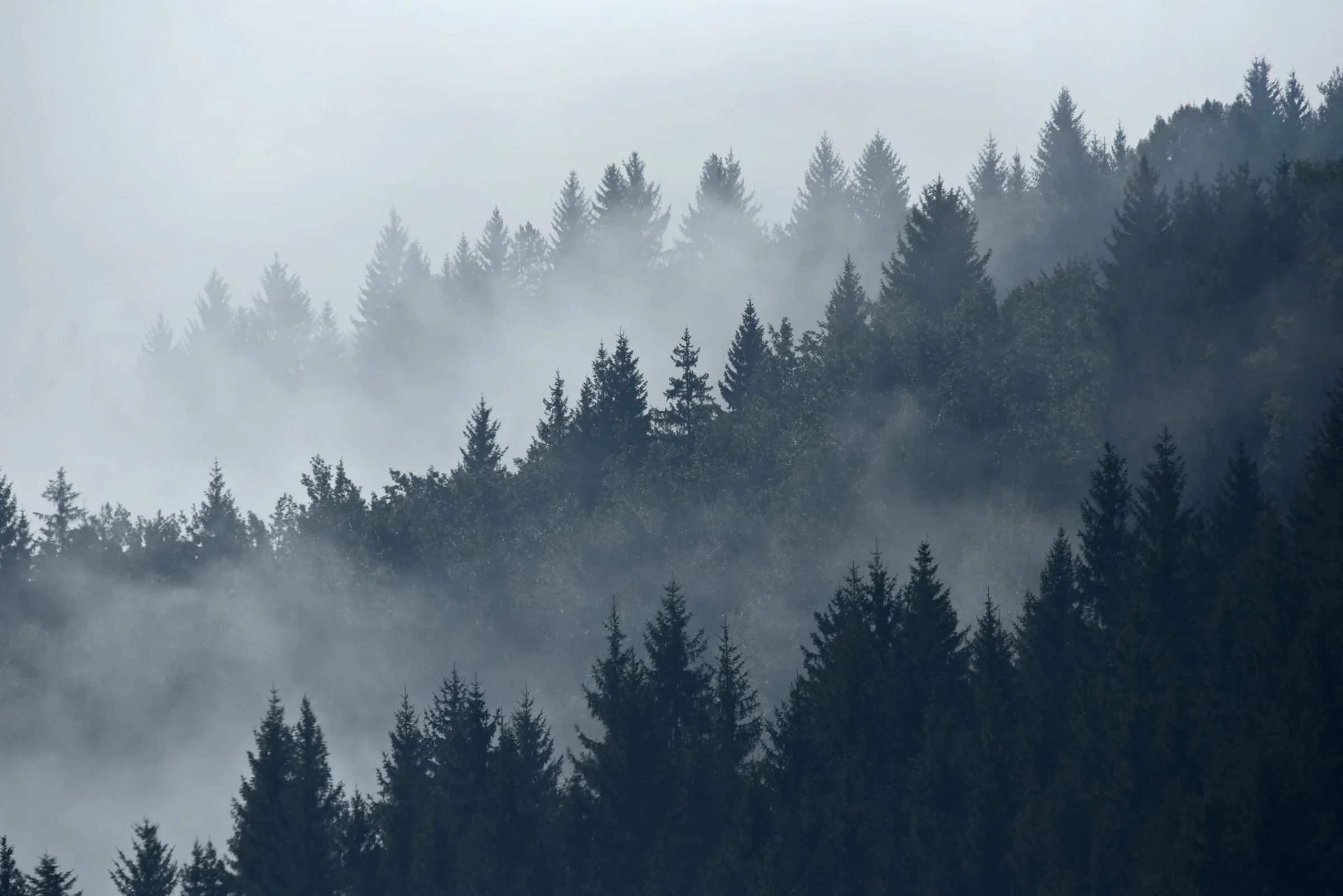 Foggy evergreen trees in the Pacific Northwest